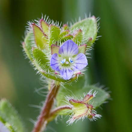 Veronica hederifolia (Șopârlița)