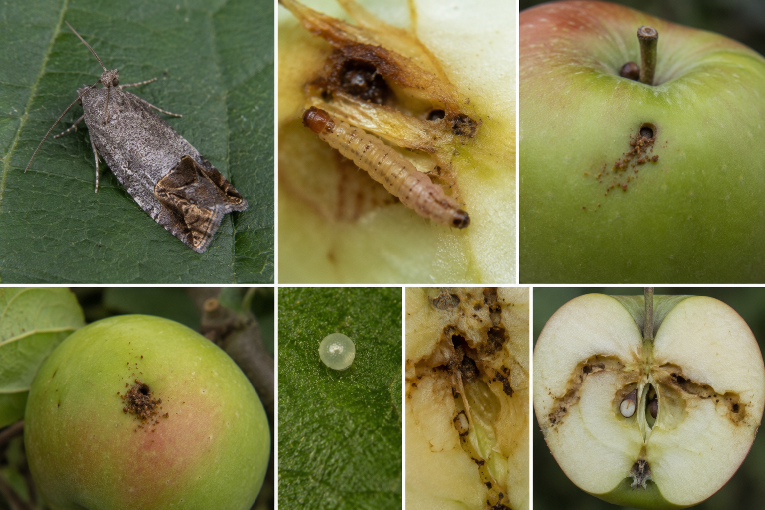 Viermele merelor (Cydia pomonella) – Cel mai important dăunător al merelor, perelor și gutuilor din România.