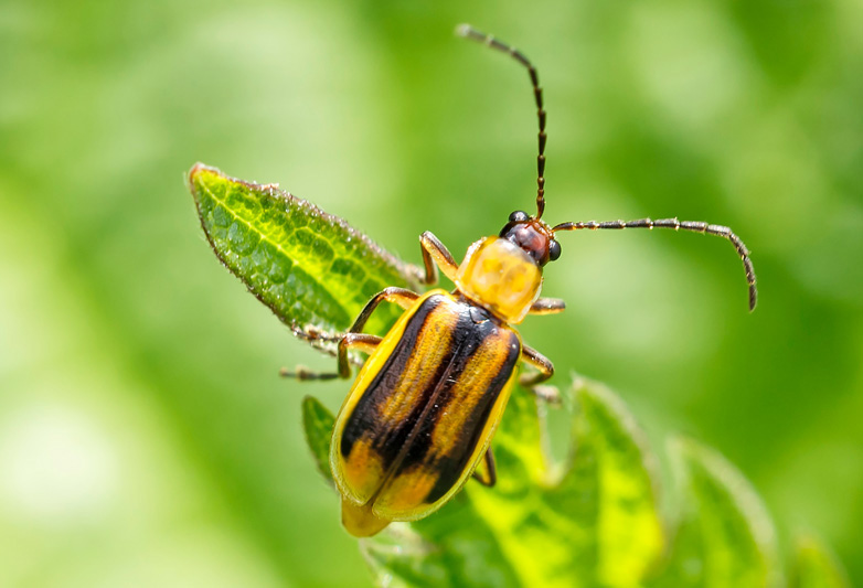 Viermele vestic al radacinior de porumb (Diabrotica virgifera virgifera)