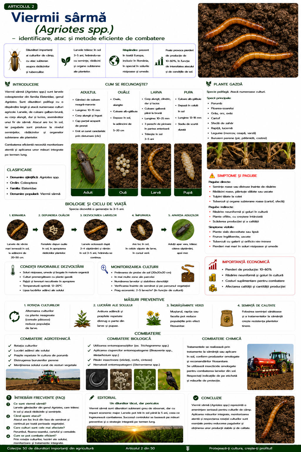 Viermii sârmă (Agriotes spp.) – Identificare, atac și metode eficiente de combatere