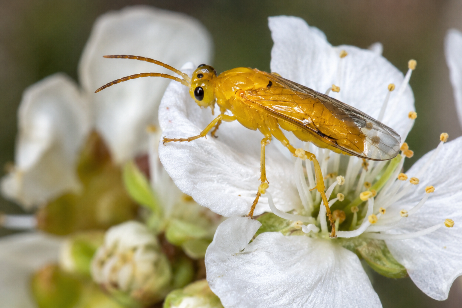 Viespea galbenă a prunului (Hoplocampa flava) – Dăunătorul care afectează fructele tinere și reduce semnificativ producția în livezile de prun.