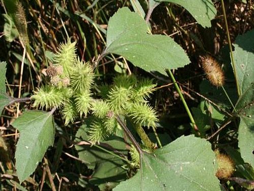 Xanthium spp.