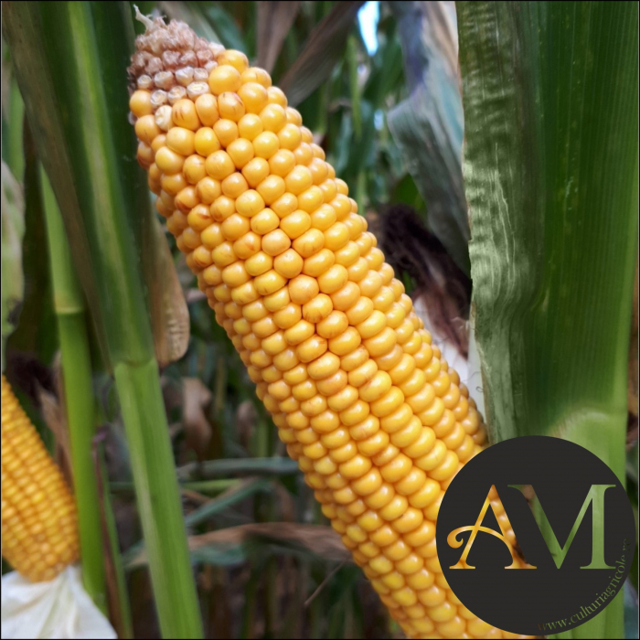 Semințe porumb GRIGRI CS grupa FAO 280 [2]