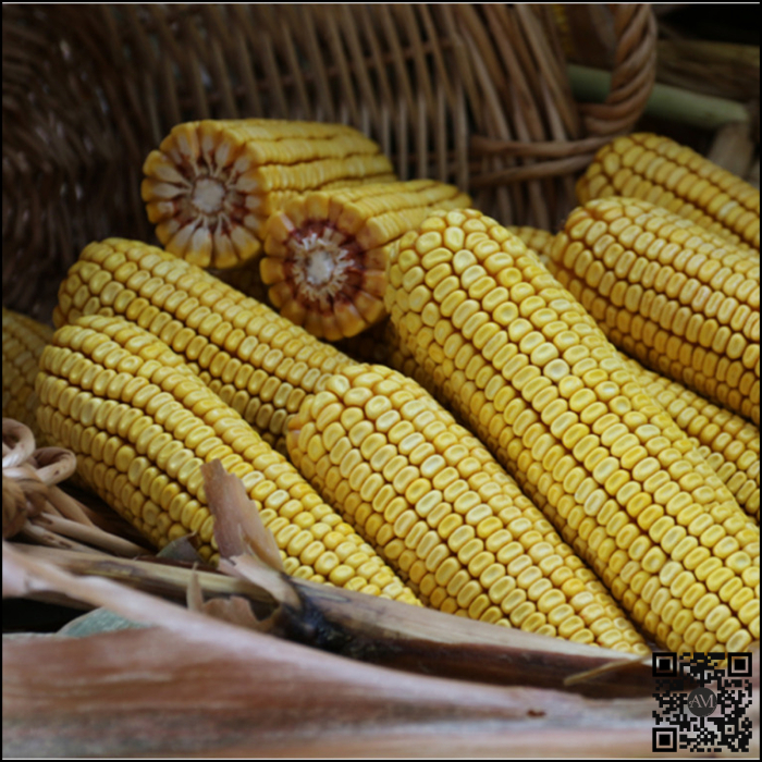 Semințe de porumb KWS DONJUAN INITIO grupa FAO 400 [2]