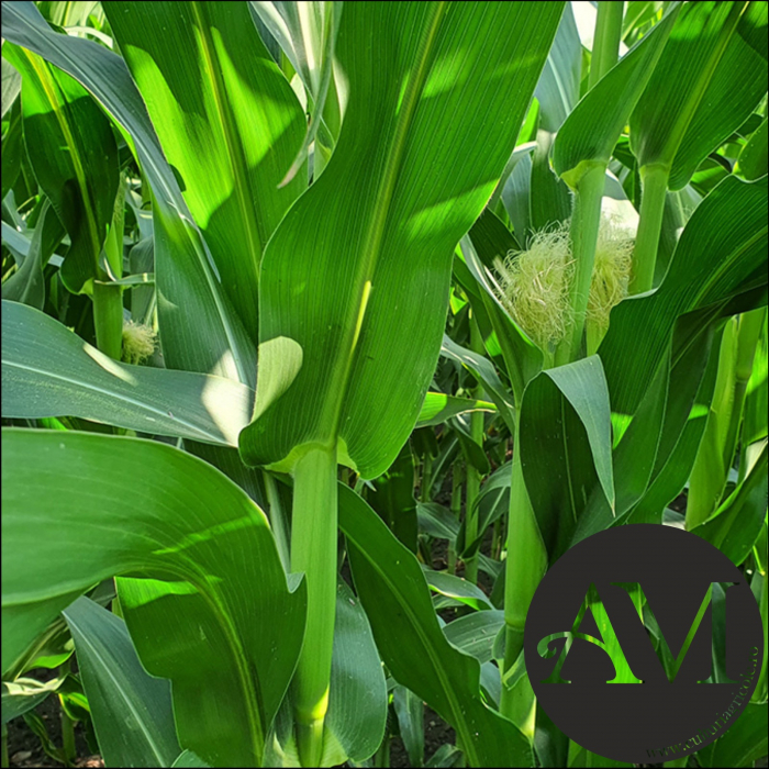 Semințe porumb tardiv LG 34.90 grupa FAO 450-490 [4]