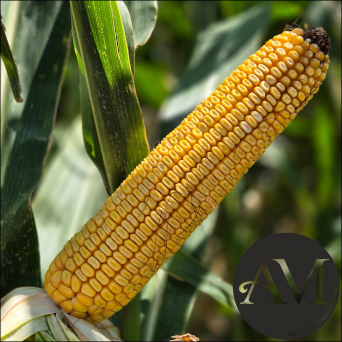 Semințe porumb netratat LID 5410C grupa FAO 420 [2]