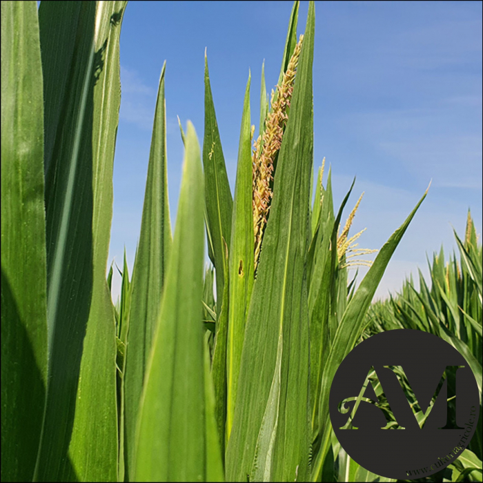 Semințe porumb semi-tardiv LINEADE grupa FAO 400-440 [2]