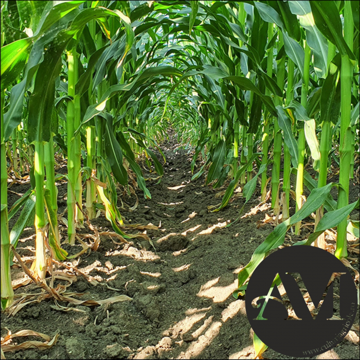 Semințe porumb semi-tardiv LINEADE grupa FAO 400-440 [3]