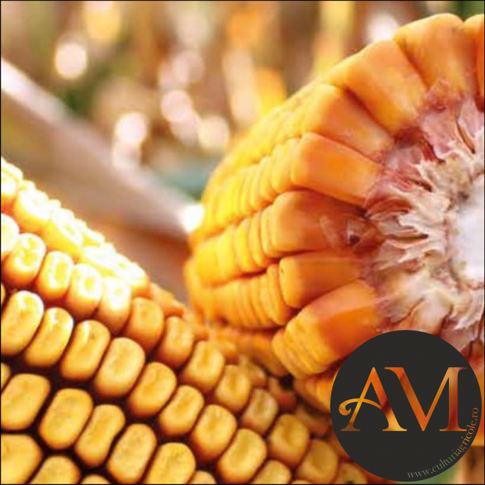 Semințe porumb tardiv LG 31.558 grupa FAO 500-540 [3]