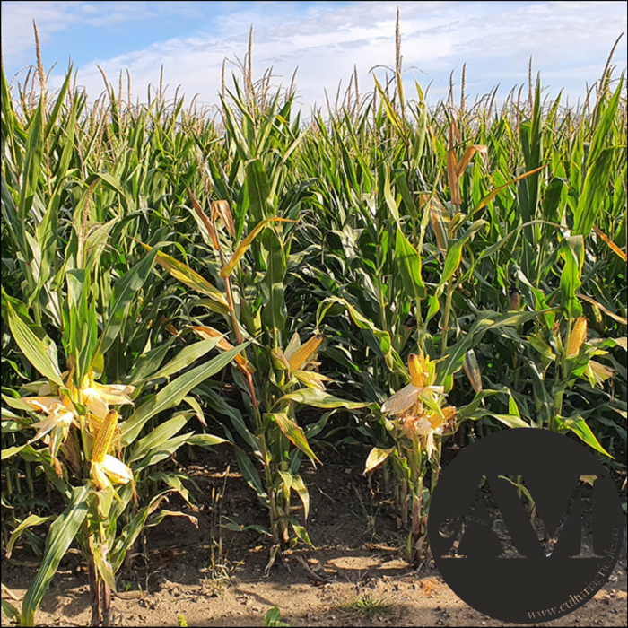 Semințe porumb tardiv LG 31.558 grupa FAO 500-540 [2]