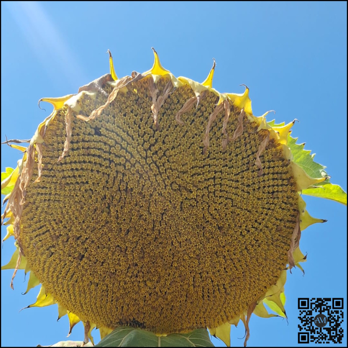 Semințe floarea high oleic semi-timpuriu soarelui LID 1046H SU tehnologie EXPRESS [2]