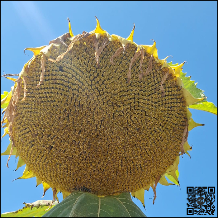 Semințe floarea high oleic semi-timpuriu soarelui LID 1046H SU tehnologie EXPRESS [2]