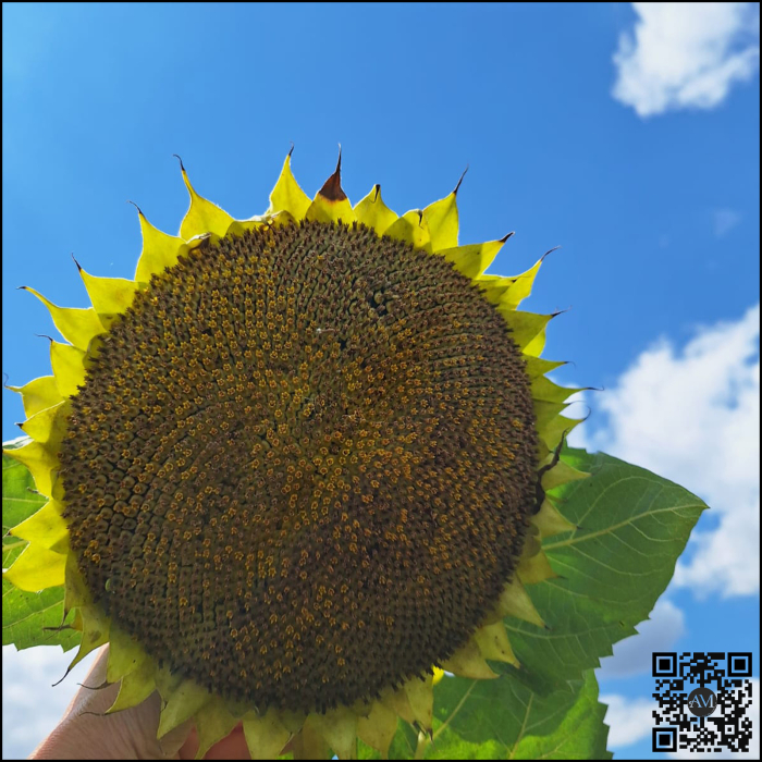 Semințe floarea high oleic semi-timpuriu soarelui LID 6038H CLP Boost&Go tehnologie CLEARFIELD PLUS [2]