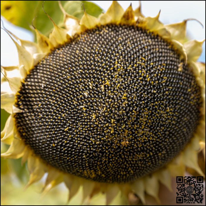 Semințe floarea soarelui FORTANES SU tehnologie EXPRESS [2]