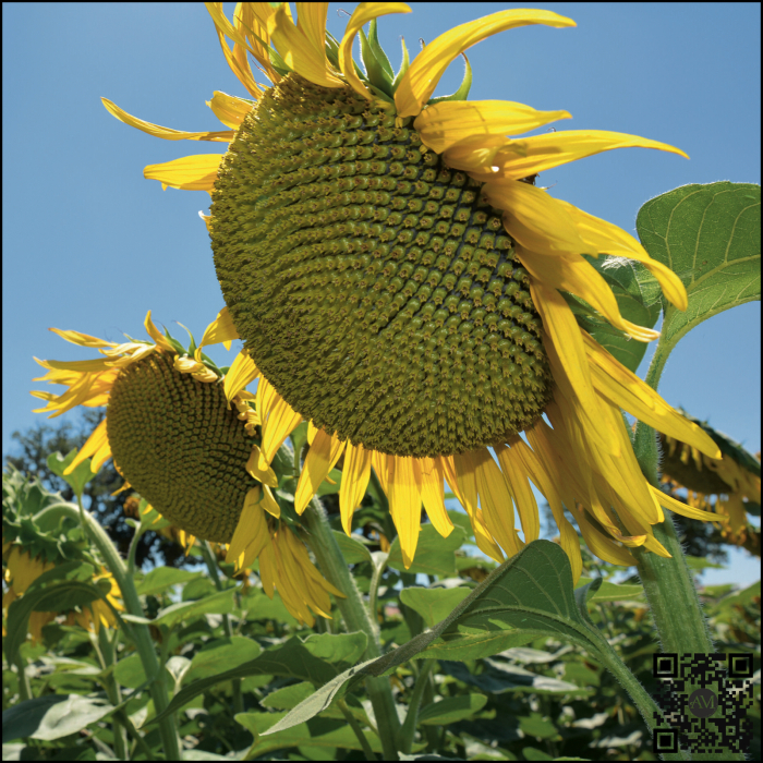 Semințe floarea soarelui high oleic semi-timpuriu ES AROMATIC SU Boost&Go tehnologie EXPRESS [2]