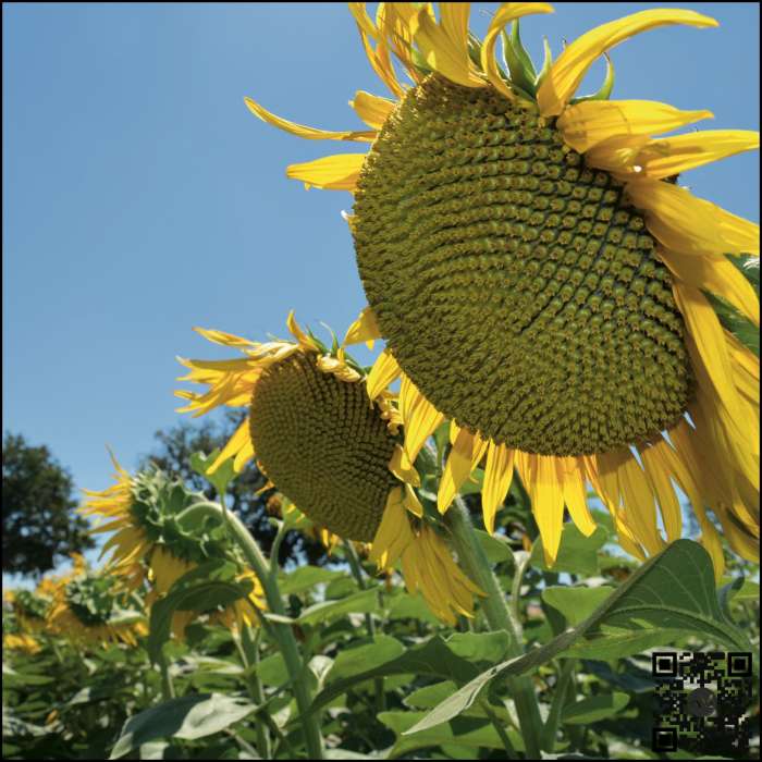 Semințe floarea soarelui high oleic semi-timpuriu ES AROMATIC SU Boost&Go tehnologie EXPRESS [2]