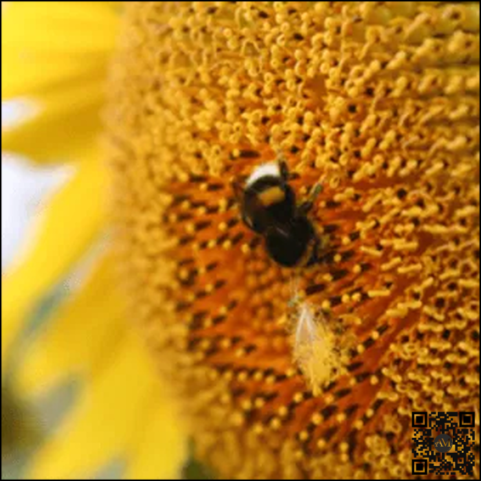 Semințe floarea soarelui high oleic semi-timpuriu MILIA HO CL tehnologie CLEARFIELD [2]