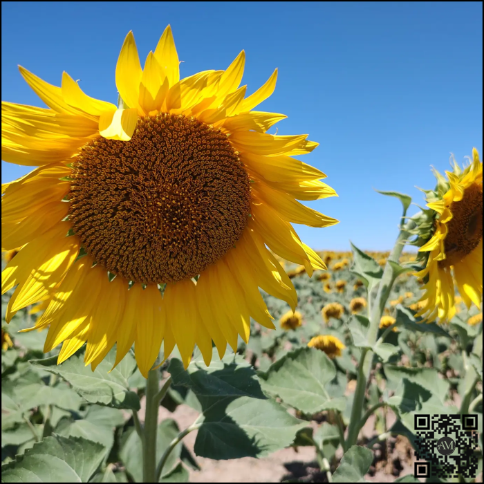 Semințe floarea soarelui semi-tardiv ARNETES SU tehnologie EXPRESS [2]