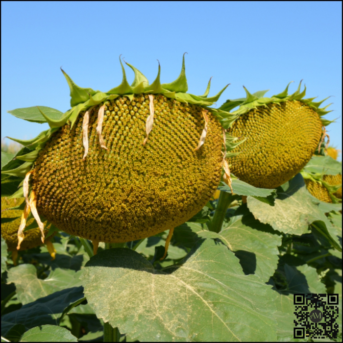 Semințe floarea soarelui semi-tardiv LID 5053L SU Boost&Go tehnologie EXPRESS [2]