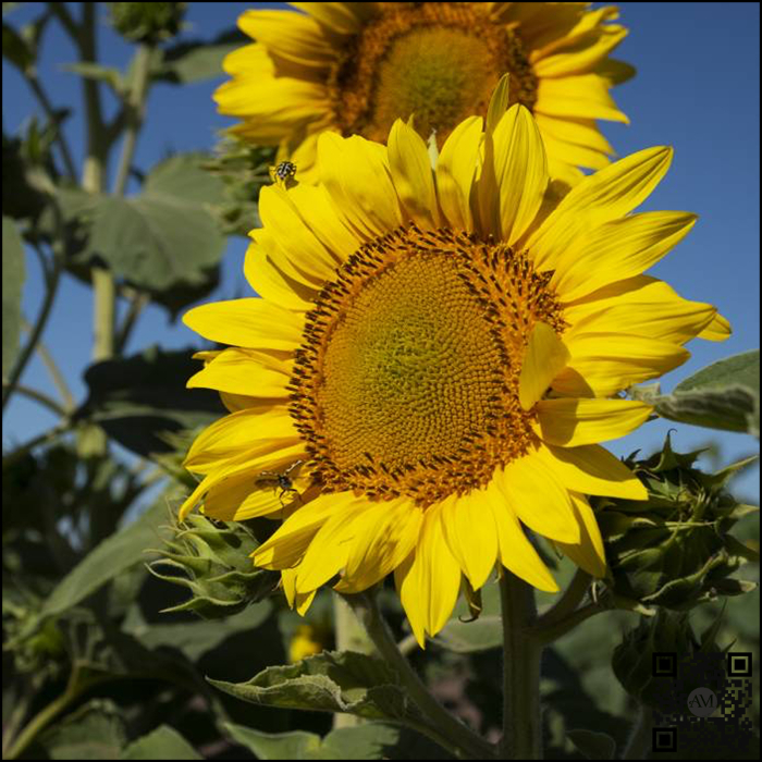 Semințe floarea soarelui semi-tardiv SURO23-3 SU tehnologie EXPRESS [2]