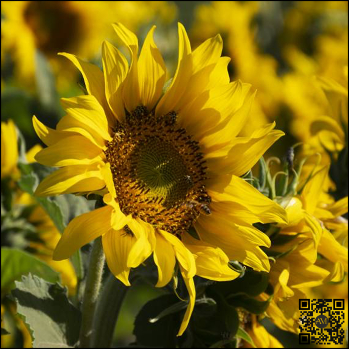 Semințe floarea soarelui semi-tardiv SURO23-3 SU tehnologie EXPRESS [3]