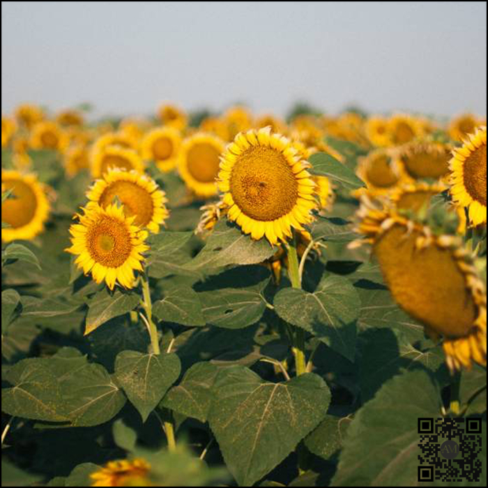 Semințe floarea soarelui semi-timpuriu CONQUEST CLP tehnologie CLEARFIELD PLUS [3]