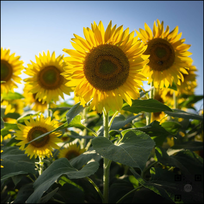 Semințe floarea soarelui semi-timpuriu FAUSTO tehnologie EXPRESS [2]