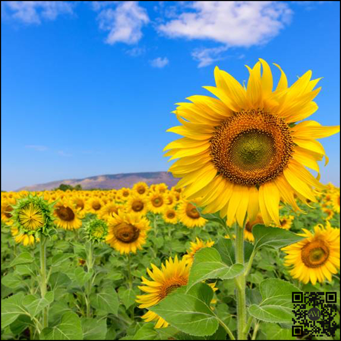 Semințe floarea soarelui semi-timpuriu FAUSTO tehnologie EXPRESS [3]