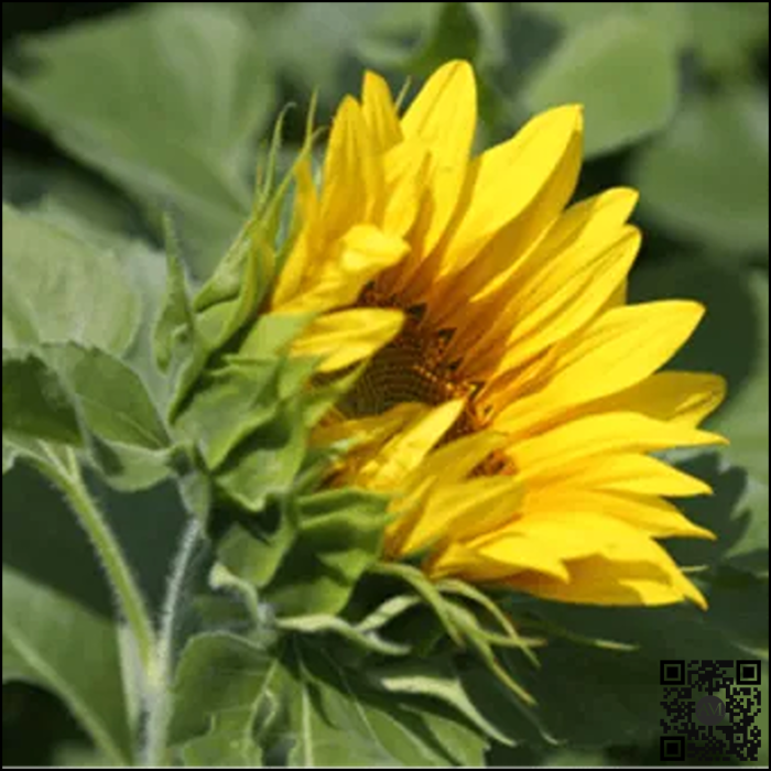 Semințe floarea soarelui semi-timpuriu netratat STARFIRE tehnologie EXPRESS [2]