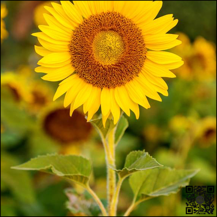 Semințe floarea soarelui STELANTIS SU tehnologie EXPRESS [3]