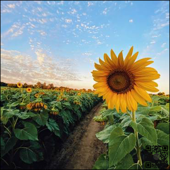 Semințe floarea soarelui STELANTIS SU tehnologie EXPRESS [2]