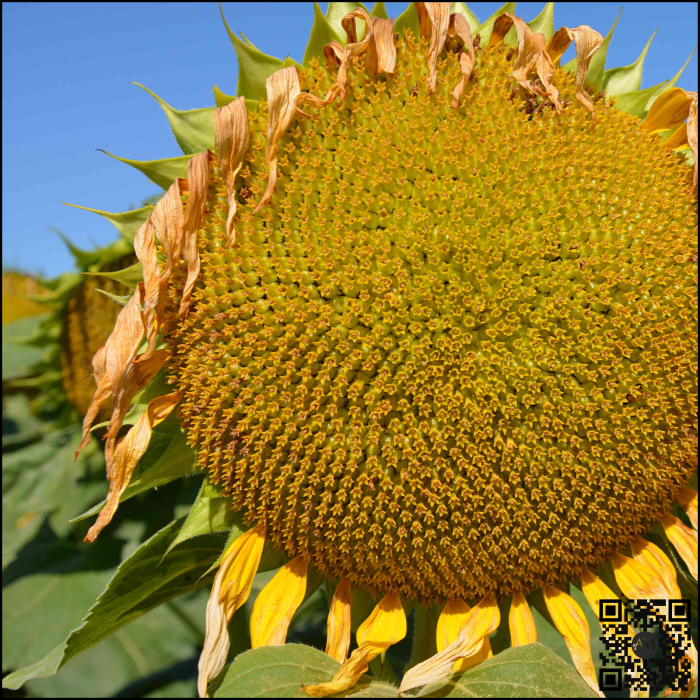 Semințe floarea soarelui timpuriu ES CEYLON SU Boost&Go tehnologie EXPRESS [2]