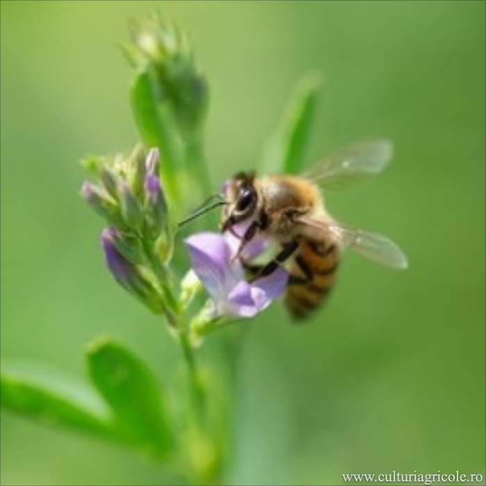 Semințe lucernă nedrajată categoria biologică C1 ADORNA [2]