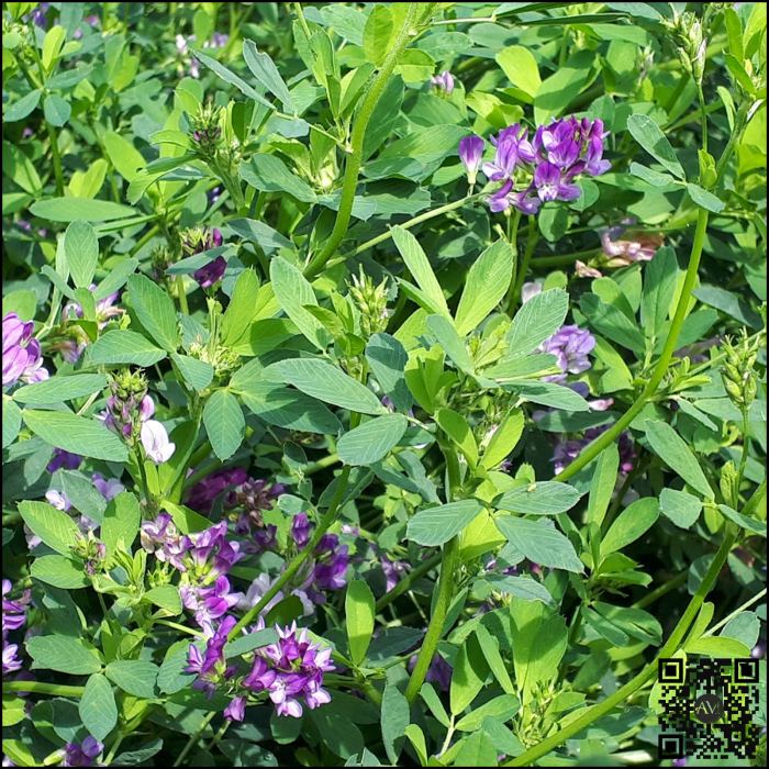 Semințe lucernă EXOTIC Boots&Go [2]