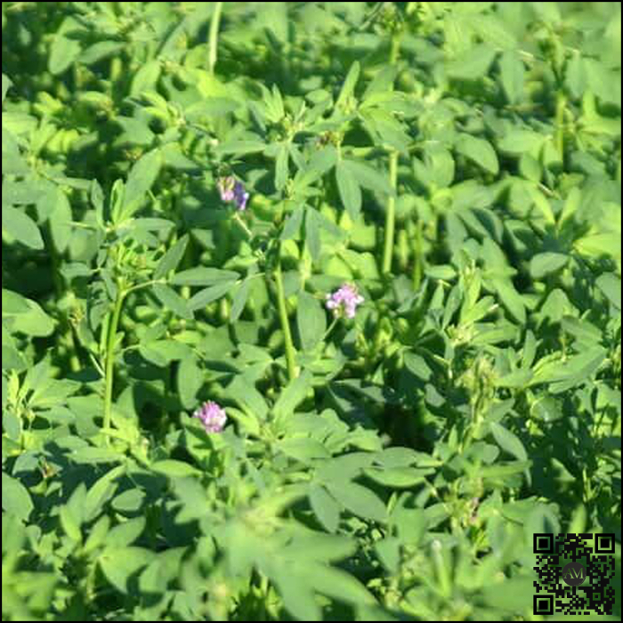 Semințe lucernă EXQUISE [2]