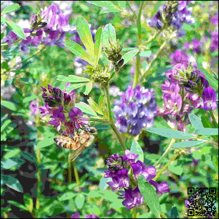 Semințe lucernă IDYLLE Boost&Go [2]