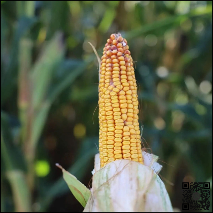 Semințe porumb ARCADIO grupa FAO 360 [2]