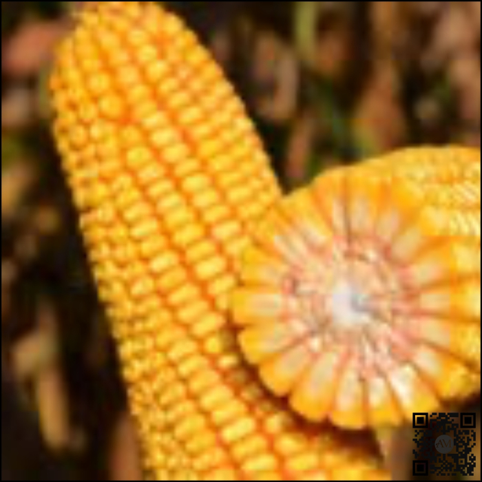 Semințe porumb AZUMAYA Boost&Go grupa FAO 410 [2]