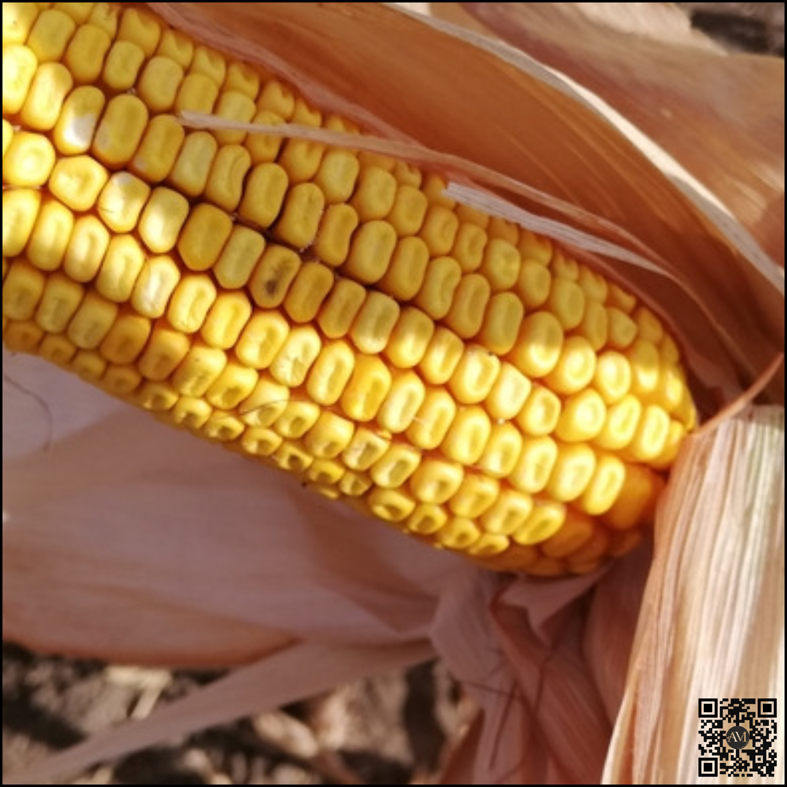 Semințe porumb BADIANE grupa FAO 360 [3]