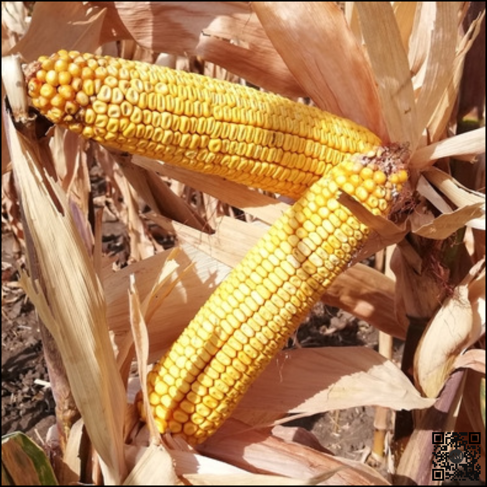 Semințe porumb BADIANE grupa FAO 360 [4]