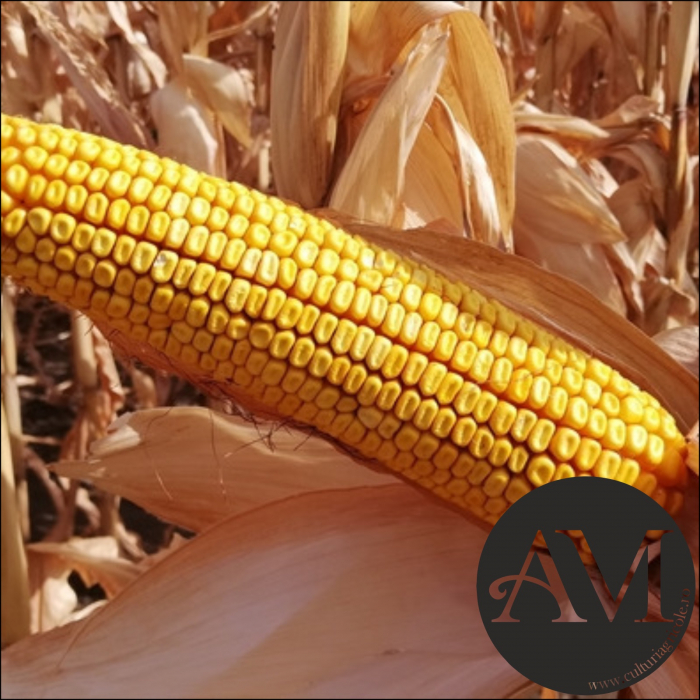 Semințe porumb BADIANE grupa FAO 360 [3]