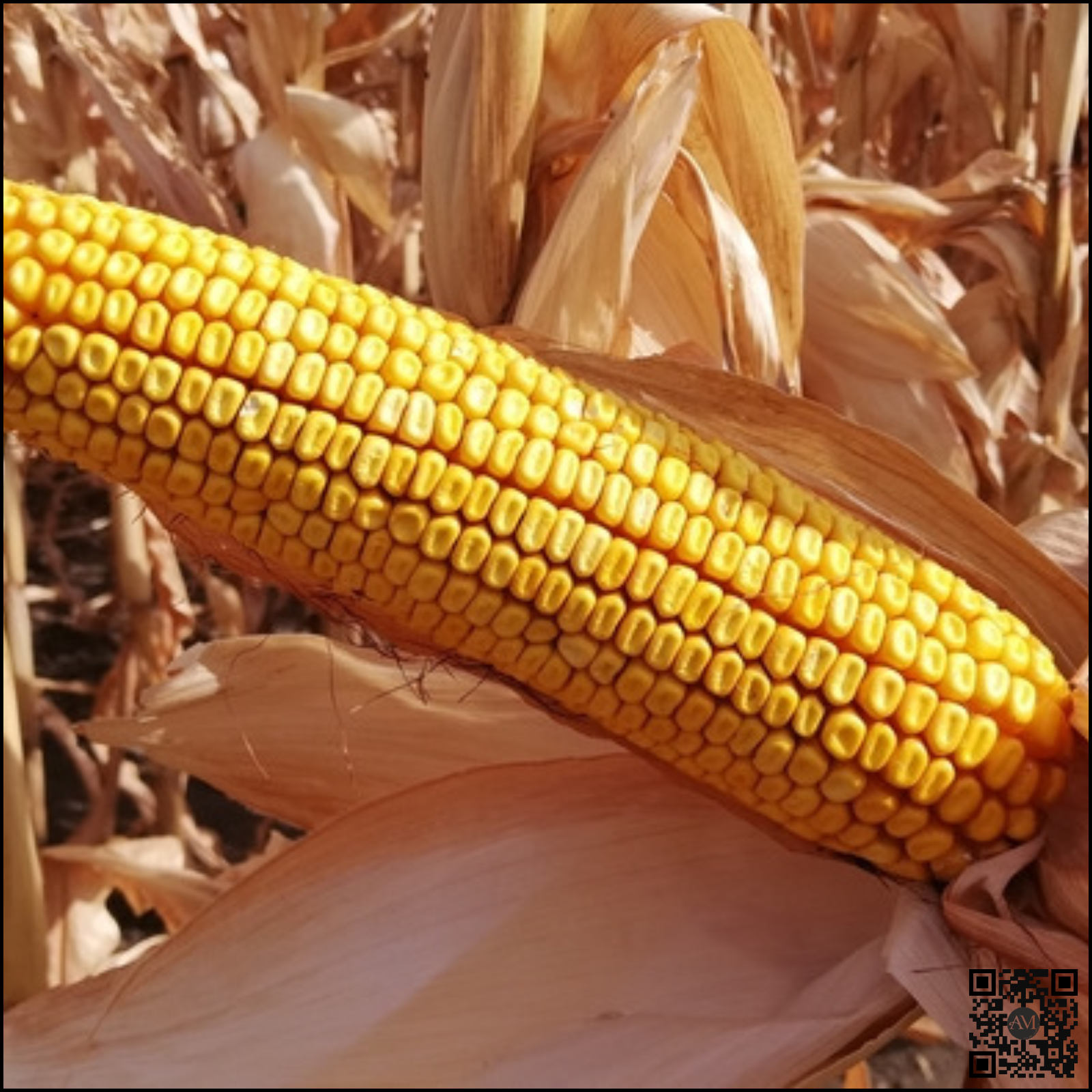 Semințe porumb BADIANE grupa FAO 360 [2]