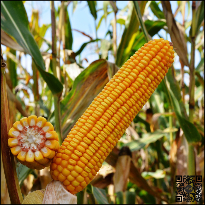 Semințe porumb ES BEAVER grupa FAO 550 [2]