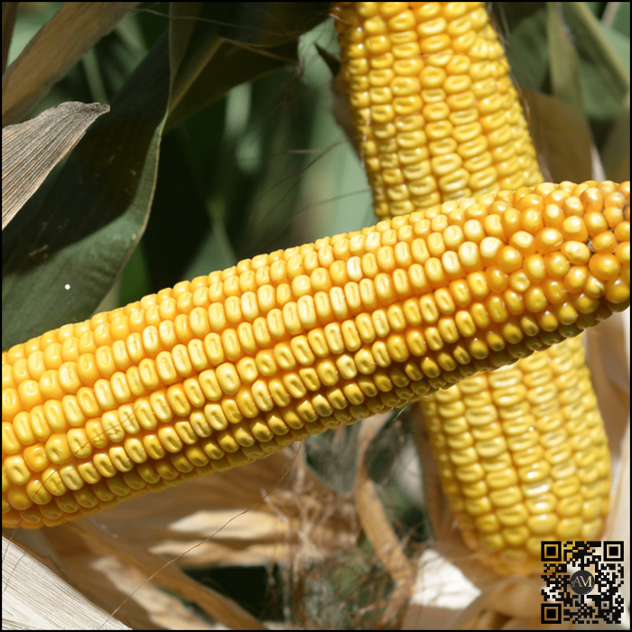 Semințe porumb ES FARADAY grupa FAO 350 [2]