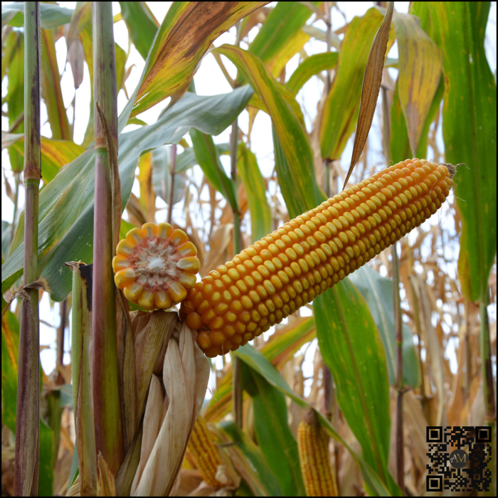 Semințe porumb ES HATTRICK grupa FAO 340 [2]