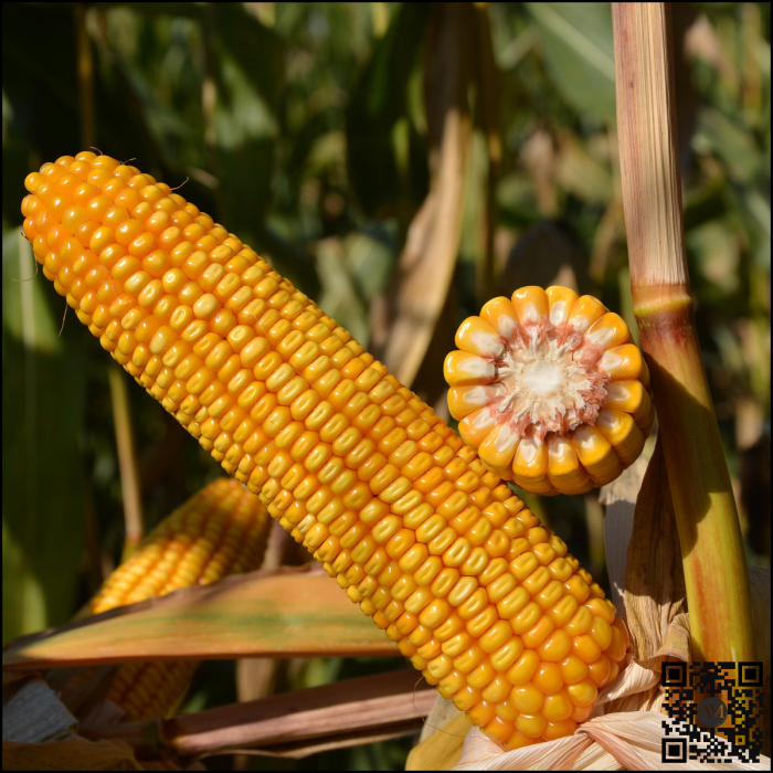 Semințe porumb ES METHOD grupa FAO 380 [2]