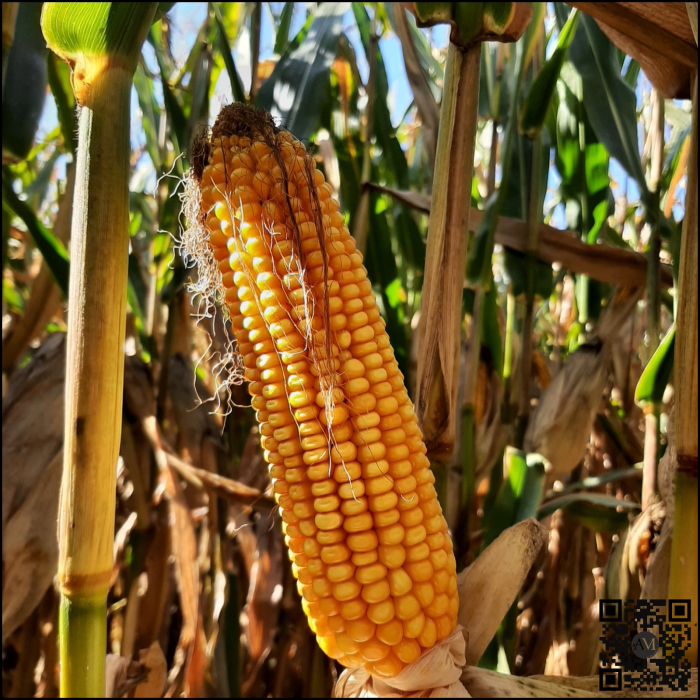 Semințe porumb ES MYLADY Boost&Go grupa FAO 340 [2]