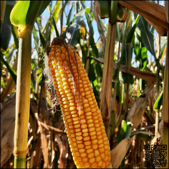 Semințe porumb ES MYLADY POWER grupa FAO 340 [2]