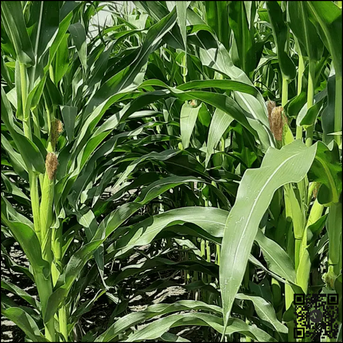 Semințe porumb ESTEVIO grupa FAO 340 [2]