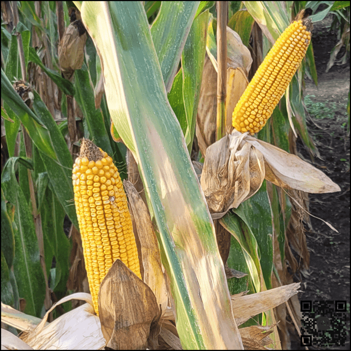 Semințe porumb ESTEVIO grupa FAO 340 [3]